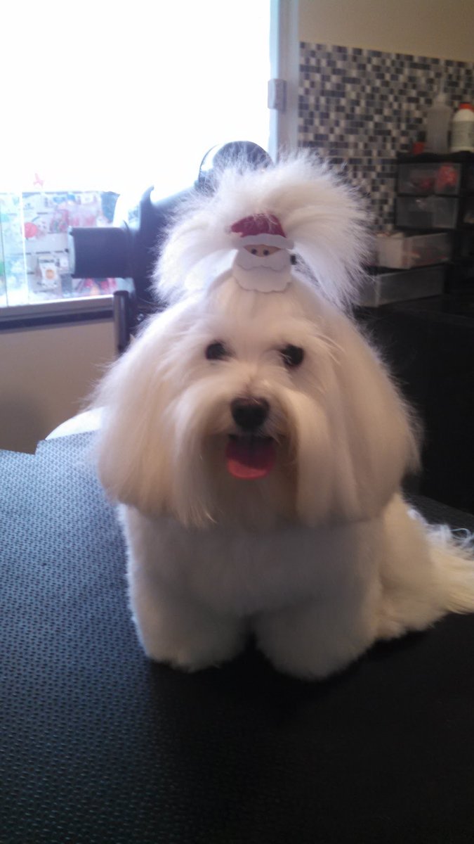 Potengi Veterinária - Dr Herick Machado