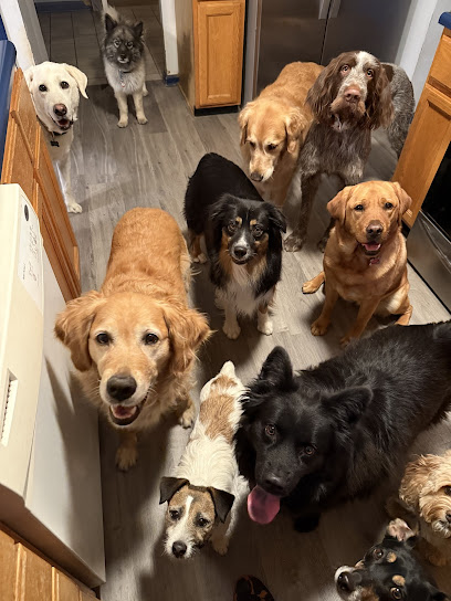 A Wag N'Time Companion Dog Training