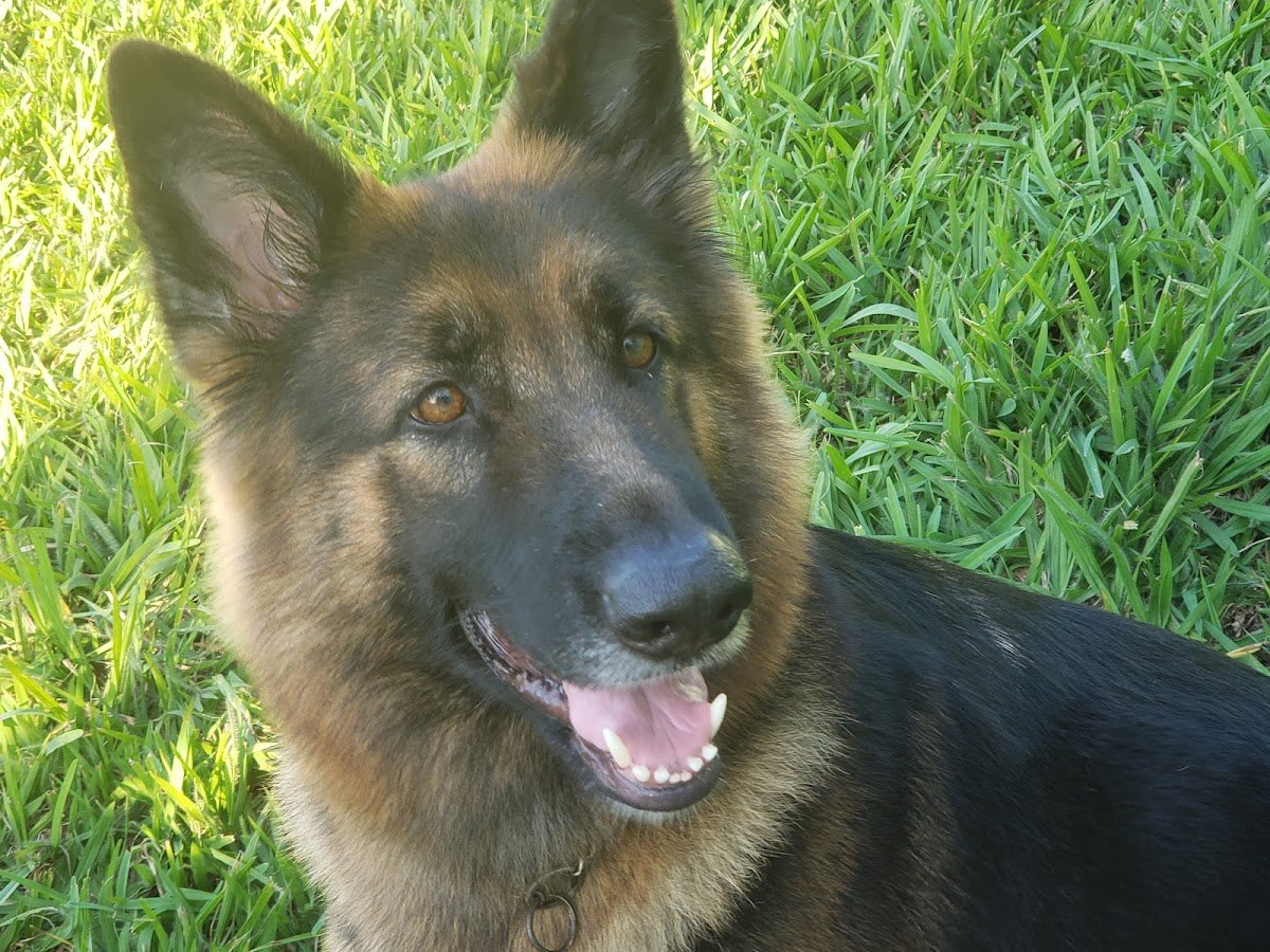 Clinica Veterinária Mauricio Reis