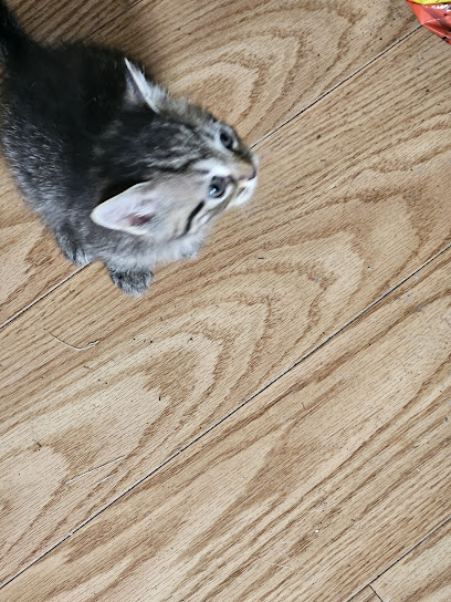 Cassandra's pet services