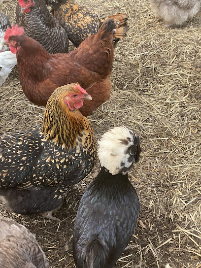 Auntie Nan's Pet Care