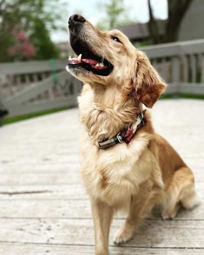 Restoration Dog Training