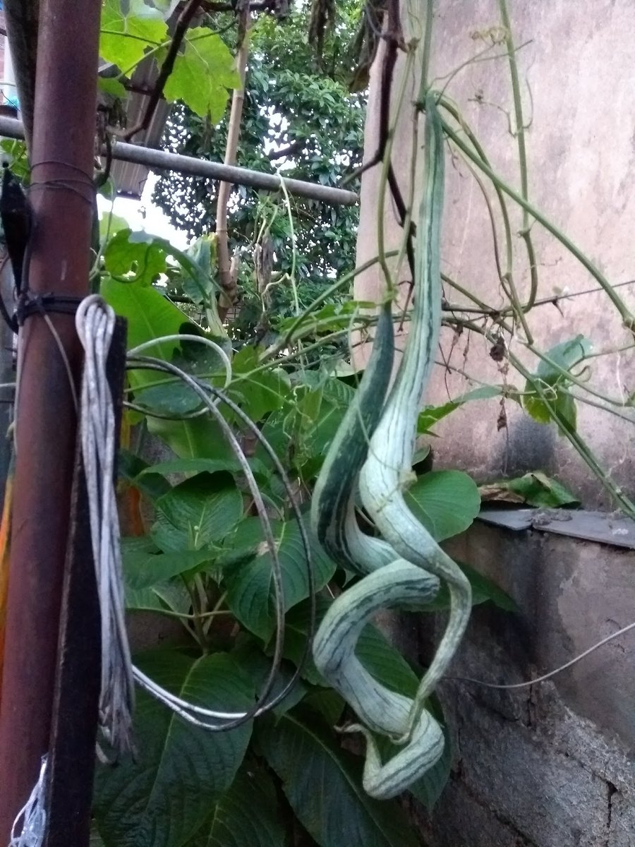 Aviário R Sirqueira