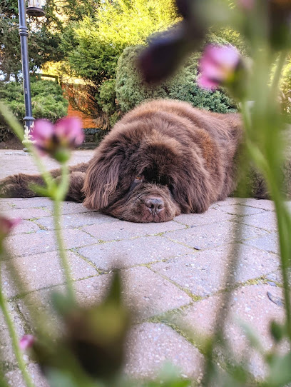 Happy Tails Lichfield