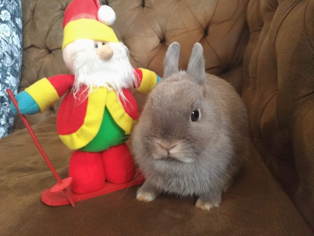 Clinica Veterinária Doctor Dog