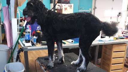 Cyndi's Chynadoll Grooming