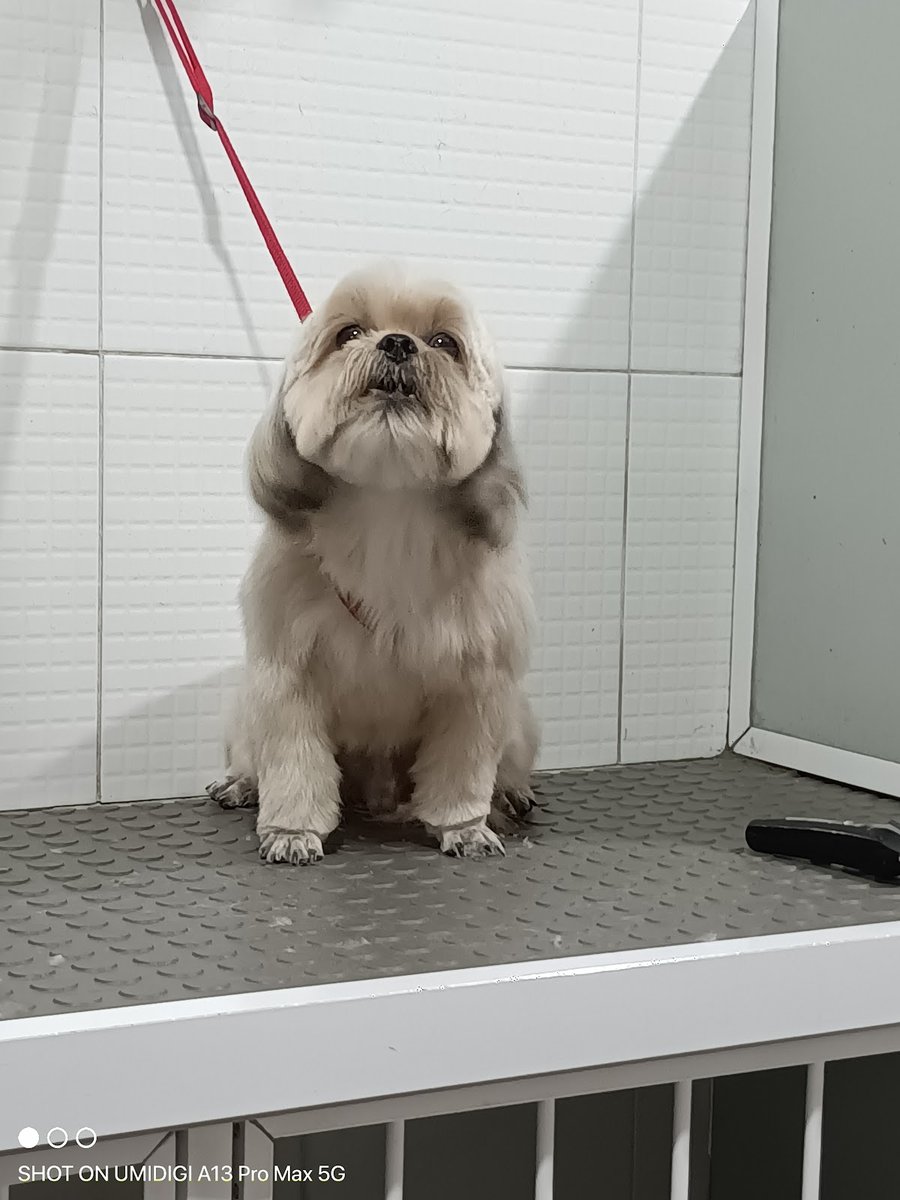 Pet Shop Bicho Feliz