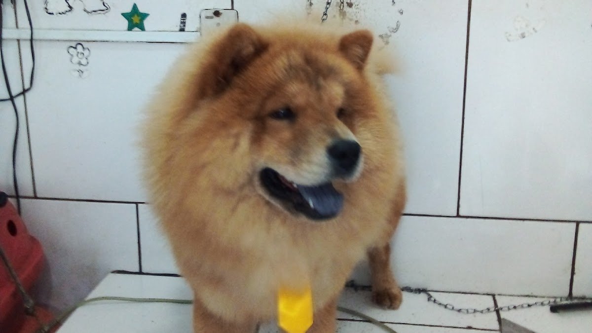 Banho e Tosa da Vila