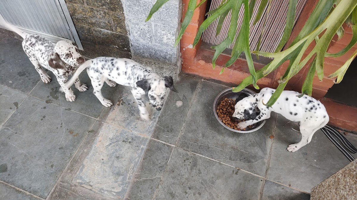 Veterinário São Bernardo
