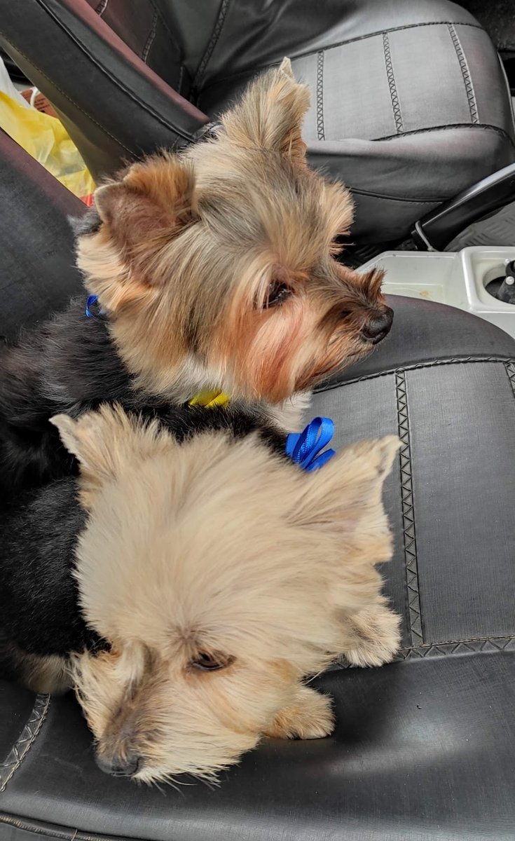 Centro Veterinário Alexandre Caldas