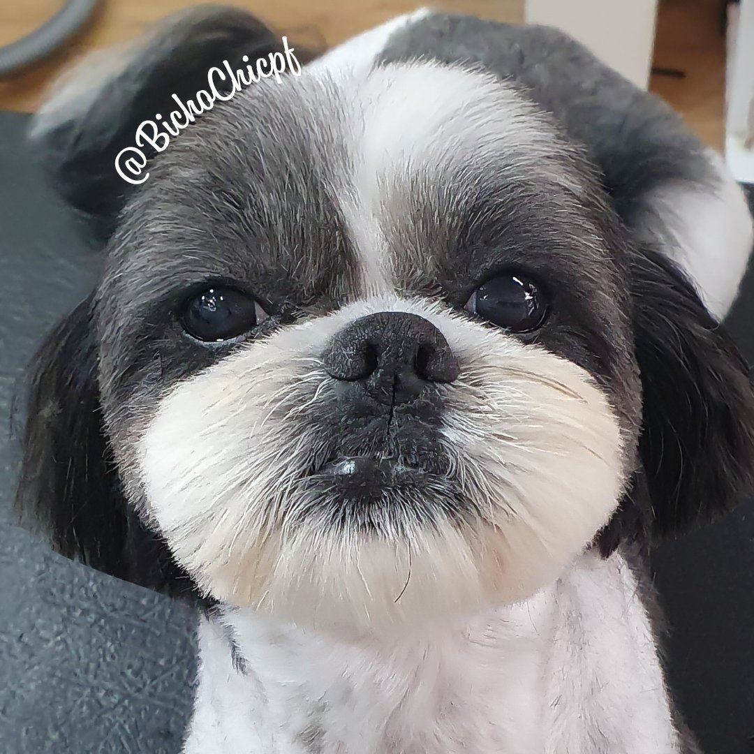 Bixo Bunito Pet Shop