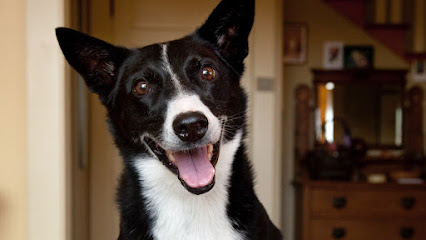 Penny Bolton, Dog Training Seattle