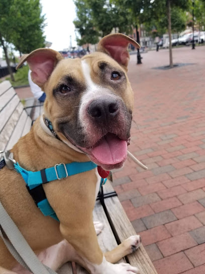 Pawsitive Paul's Dog Training