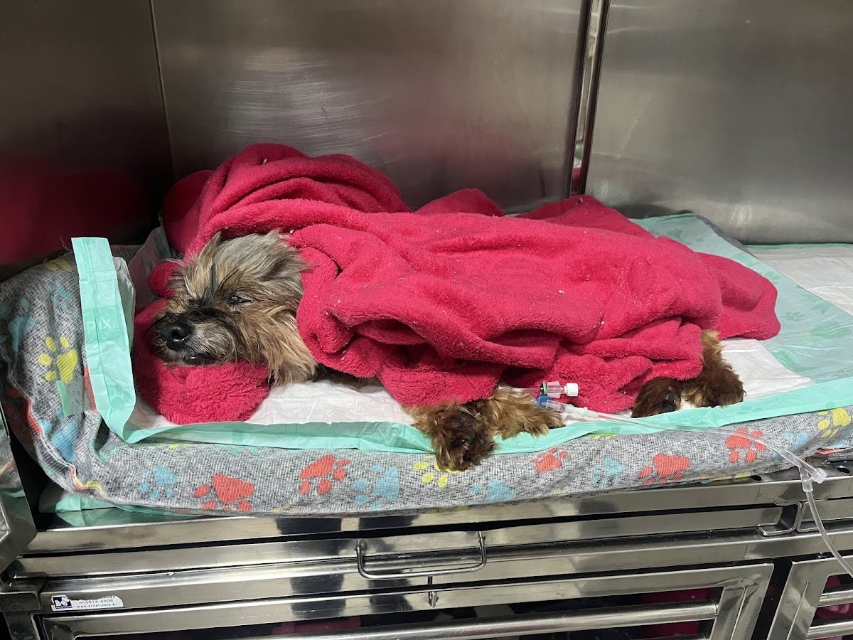 Medicina Veterinária