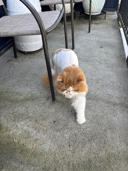 Better Kitty - Shoreline