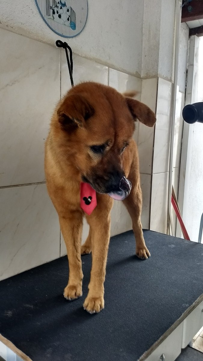 Vinicius Clinica Veterinaria