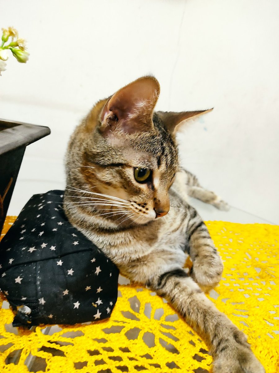 Clínica Veterinária Scarpelli