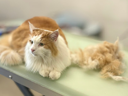 Purrrfectly Pampered