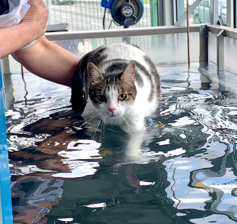 PET FISIO - Taubaté - Fisioterapia Veterinária