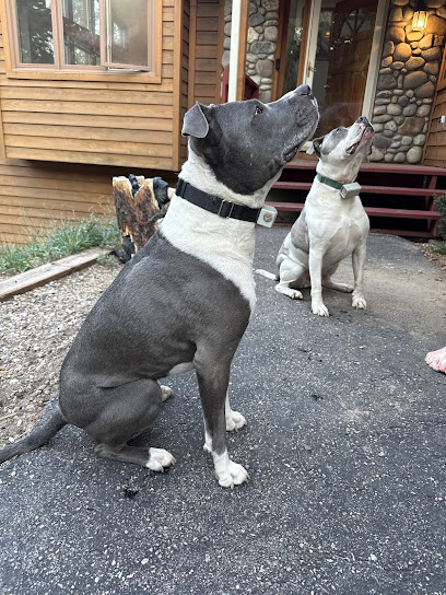 Beyond Obedience Real World Dog Training