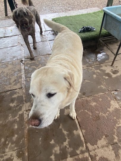 Hickman Hounds Doggy Day Care