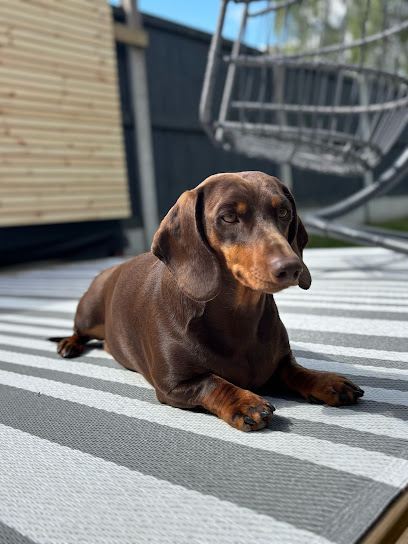 Henrys Haven Doggy Daycare & Home Boarding