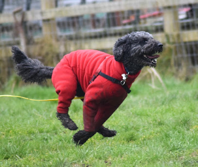 Delaney’s Doggy Walks