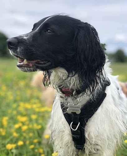 Go Fetch Berkswell. Walking and boarding