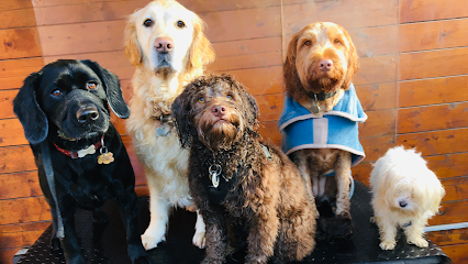 Go Out Paws - Coventry dog walking & dog day-care (fully licenced)