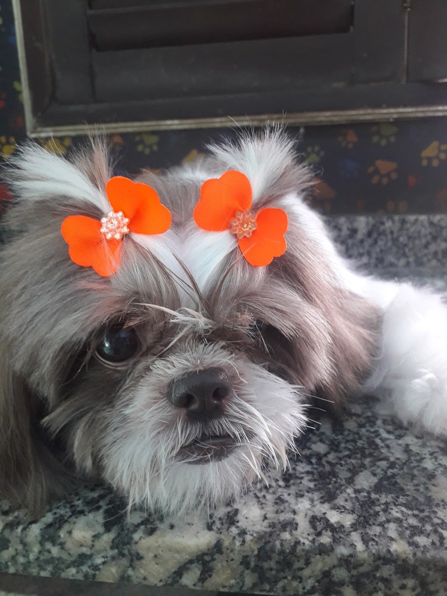 Espaço Animal Clínica Veterinária 24hrs