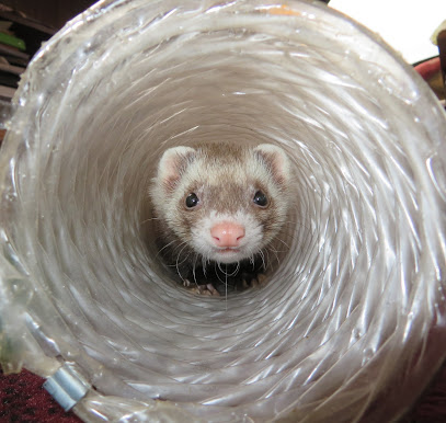 Ferret Dreams Rescue & Adoption