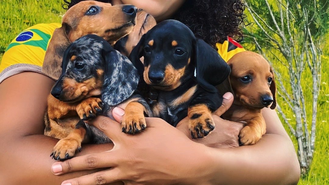 Waldnar Santana Canil Ariel