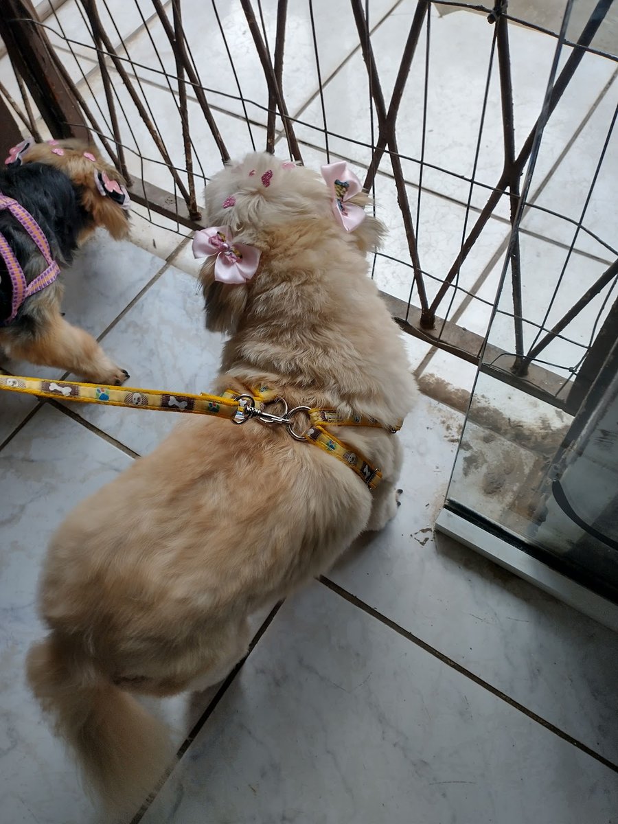 Snoop & Cia clínica veterinária