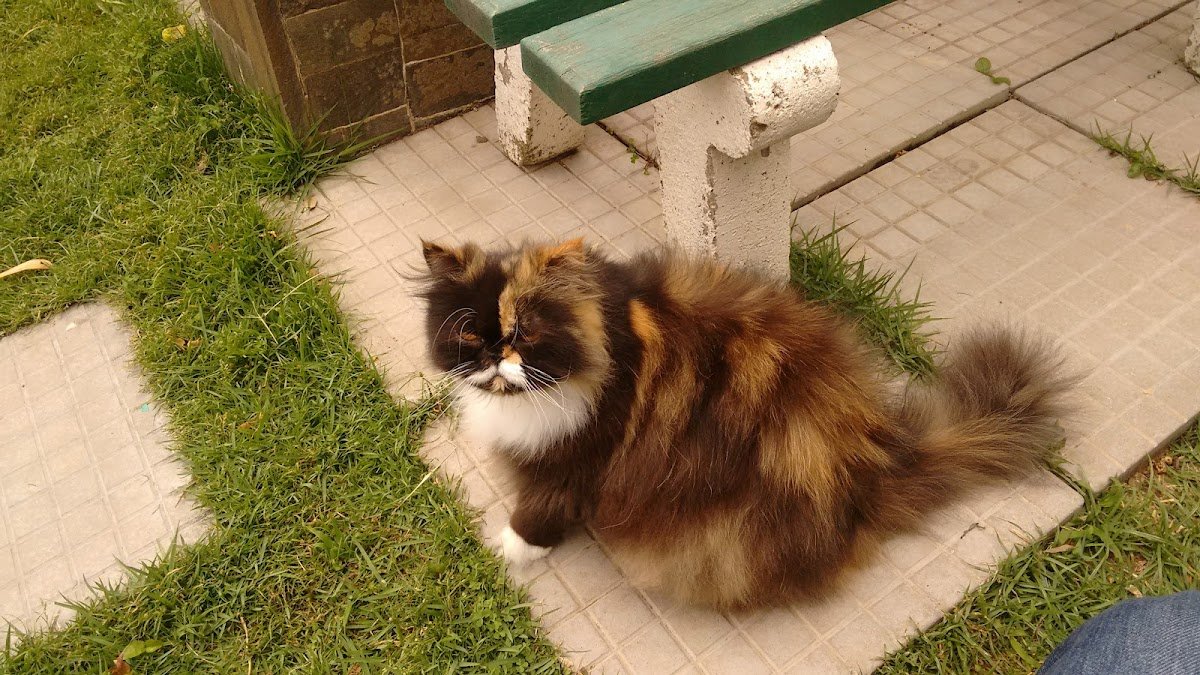 Veterinary Luis Antonio Caetano de Souza