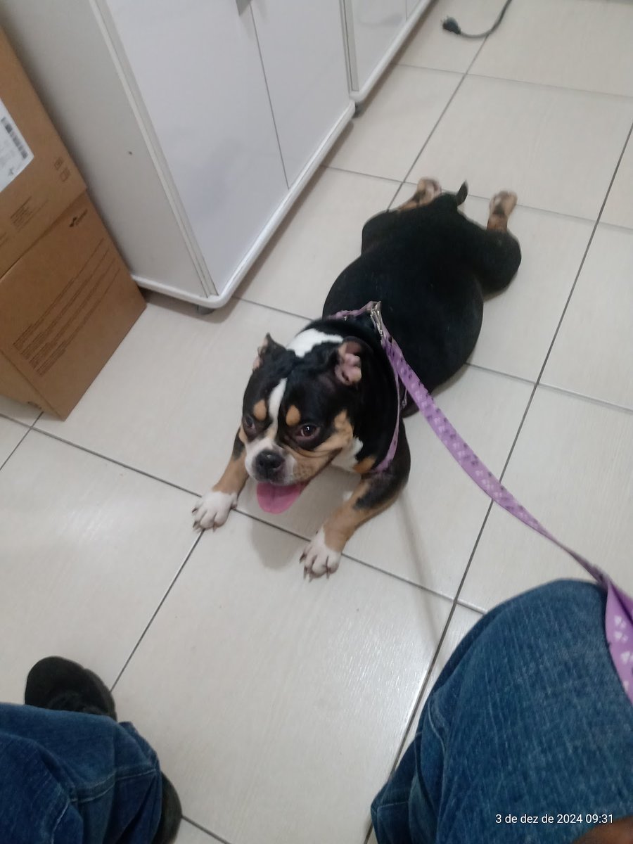 Basile Clínica Veterinária