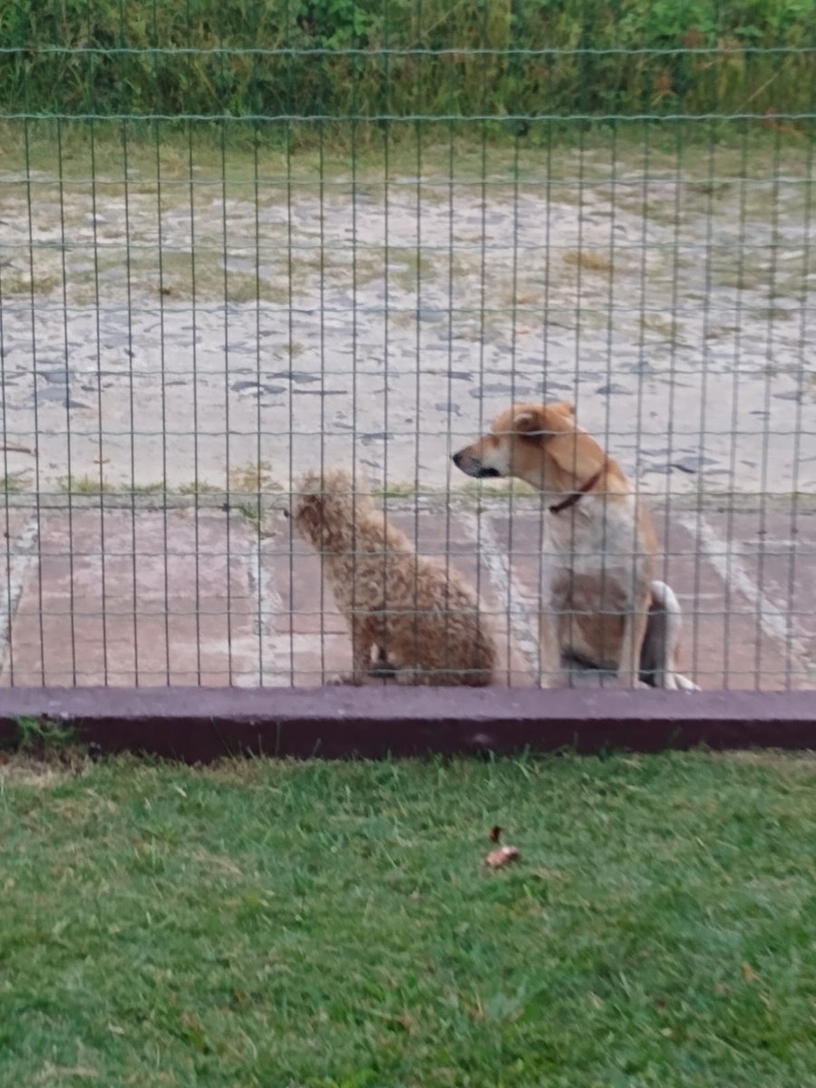 Multibichos Clínica Veterinária