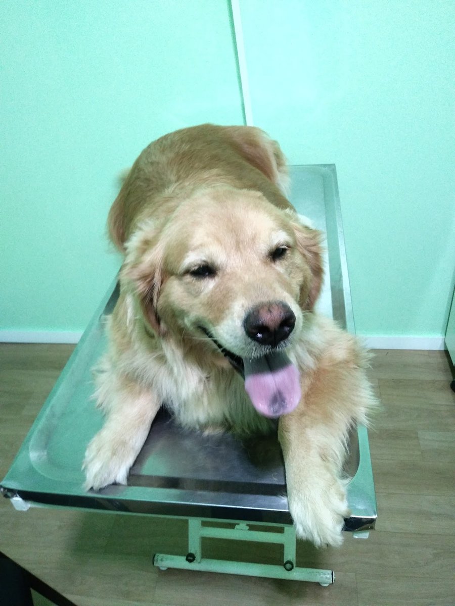 Quatro Patas Veterinária