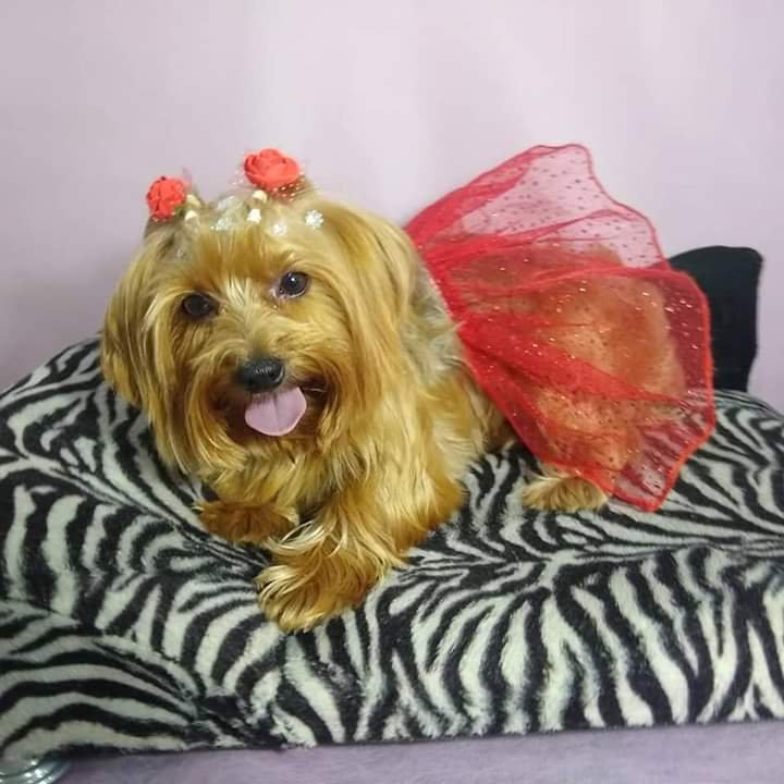 Pet Shop e Veterinária Corujão