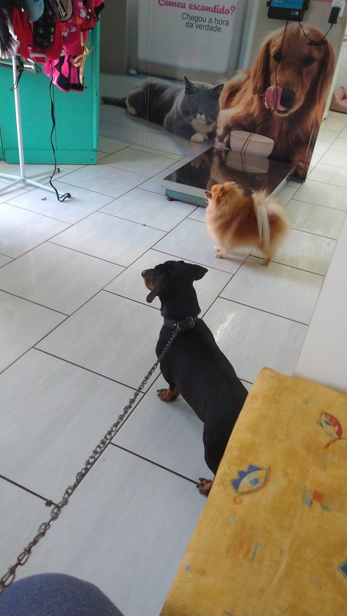 Patas e Garras Veterinária e Pet Shop