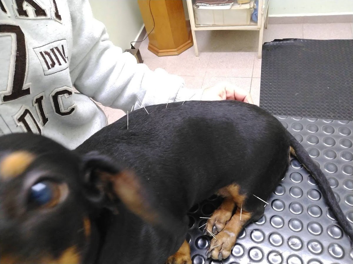 Hospital Veterinário da Ulbra