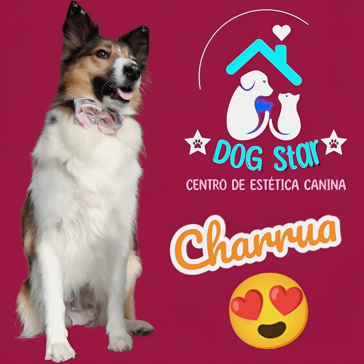 Centro de Estética Canina Dog Star Ltda