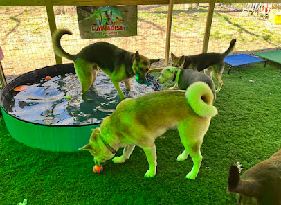 Pawadise Pet Sitting