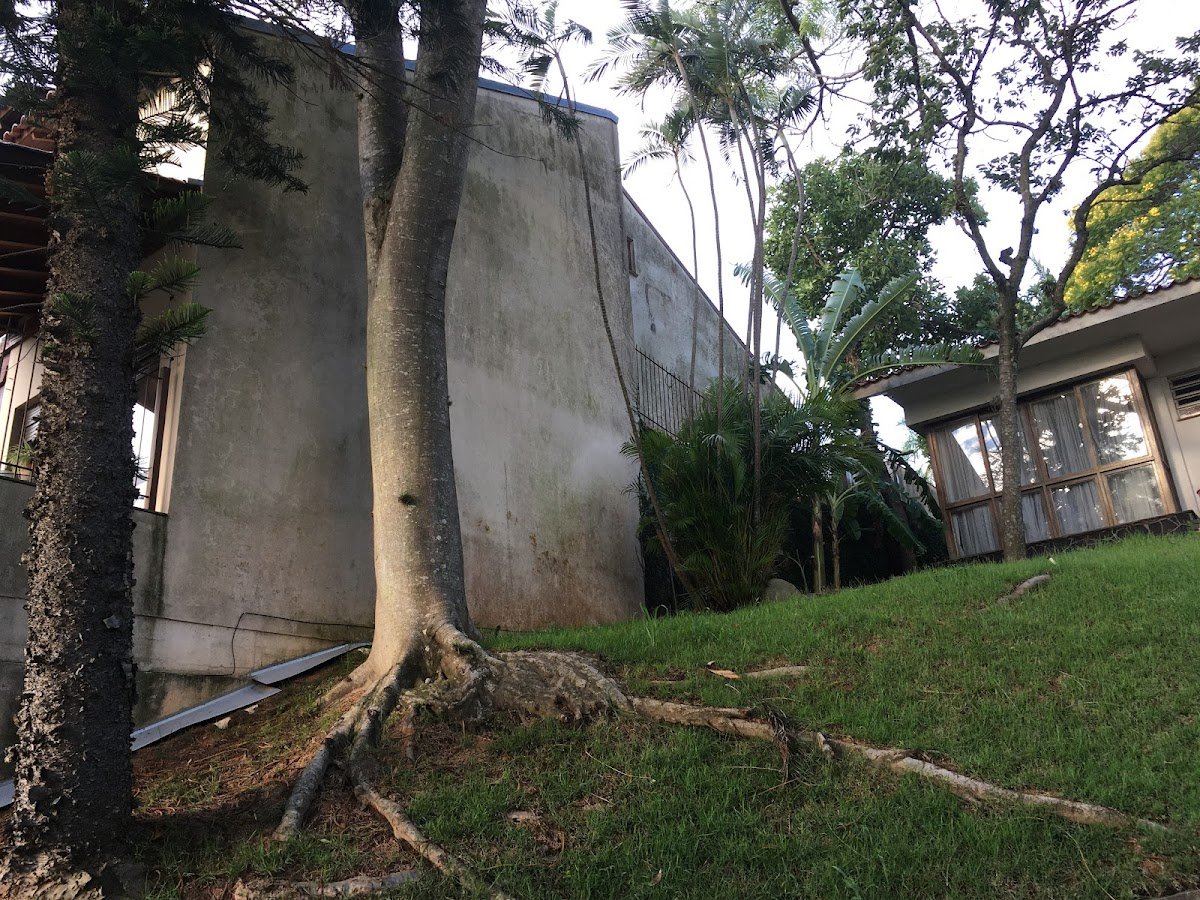 Como Alimentar Cachorro