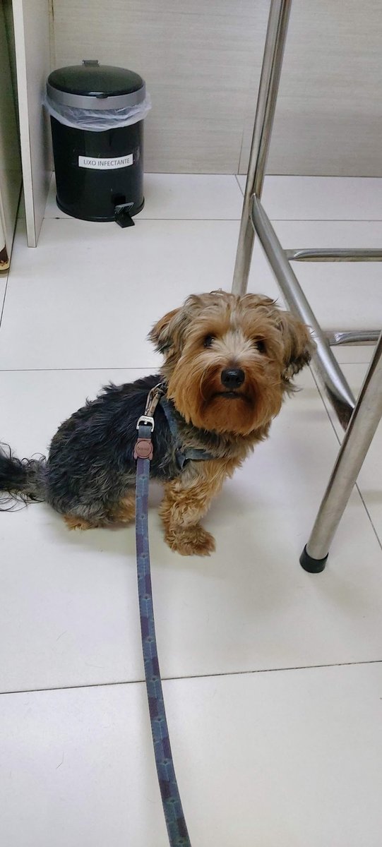 Golden Vet Clínica Veterinária