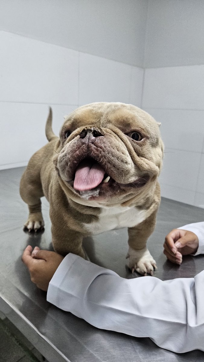 Vet Lagos Veterinária