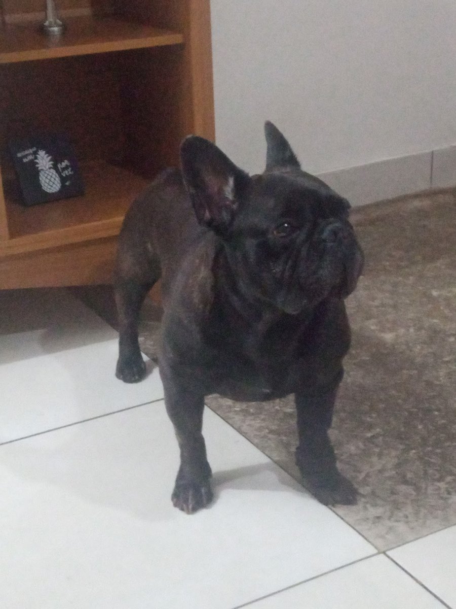 Veterinária em Arraial do Cabo Dra. Priscilla