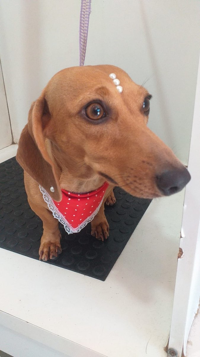 Veterinaria D'Aldeia