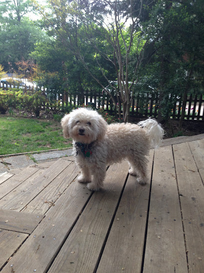 Your Pet’s Next Best Friend