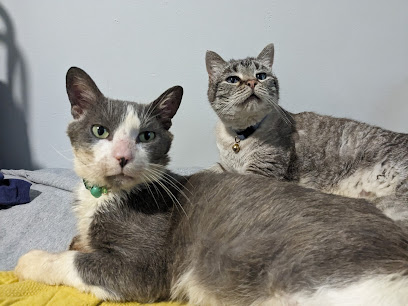 City Dogs & City Kitties Rescue