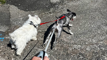 Dog Boarding in Manchester